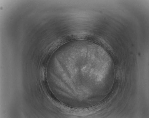 X0000066950026200603311453