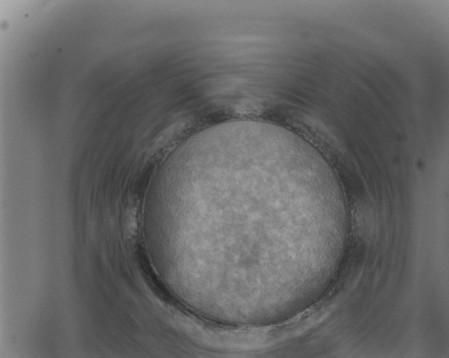 X0000066950032200603311453