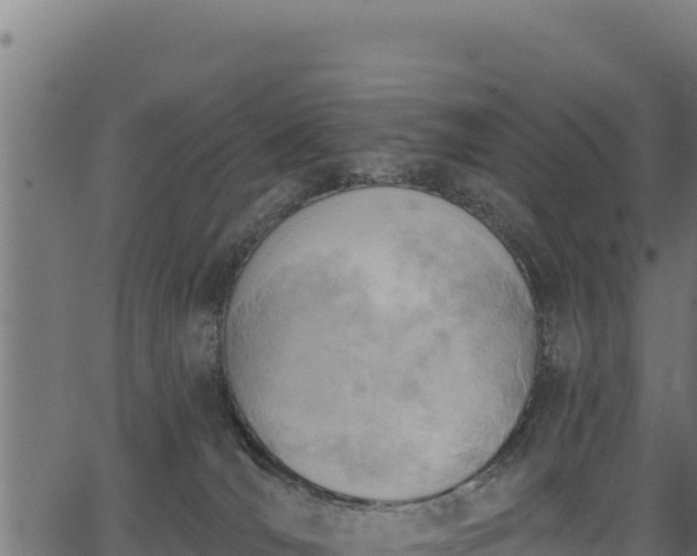 X0000066950036200603311453