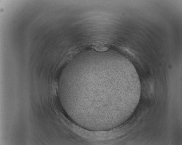 X0000066950038200603311453