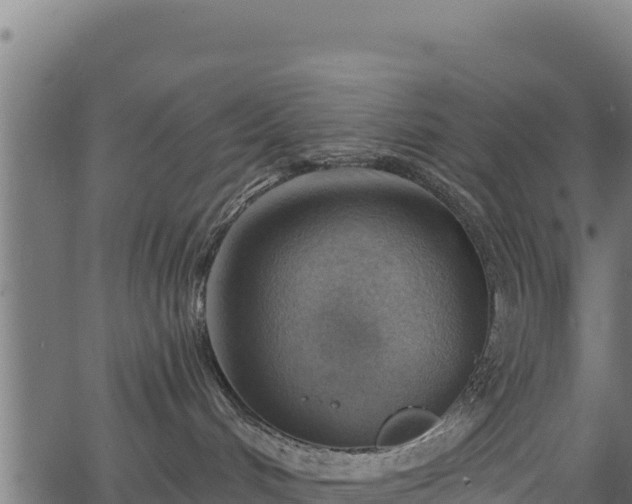 X0000066950048200603311453