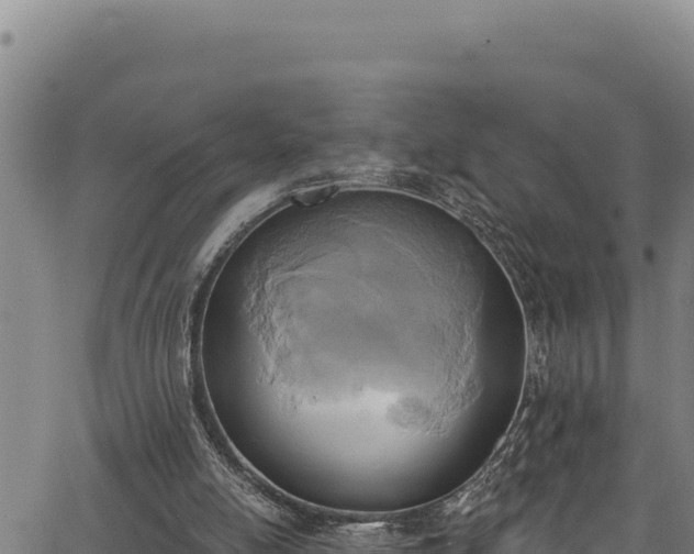 X0000066950054200603311452