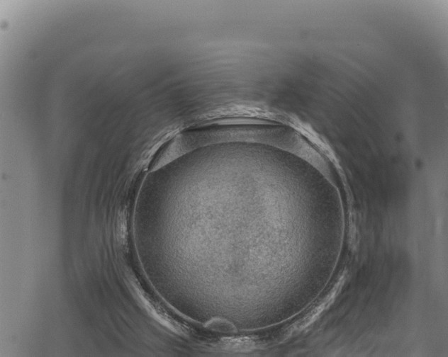 X0000066950057200603311452