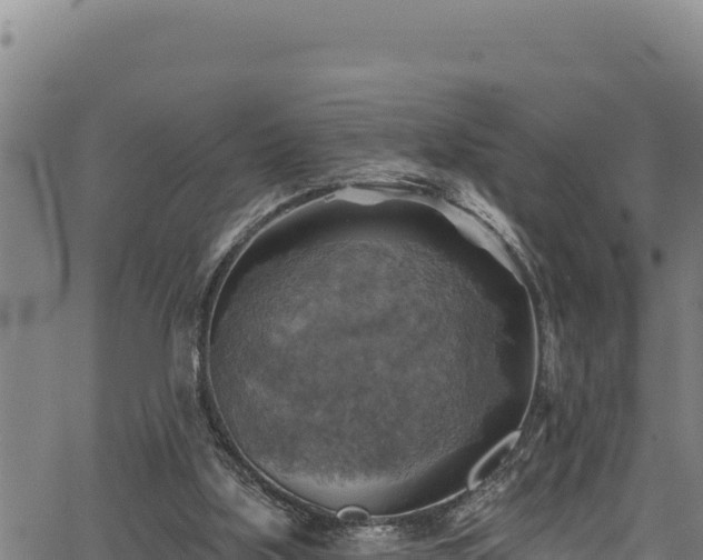 X0000066950059200603311452