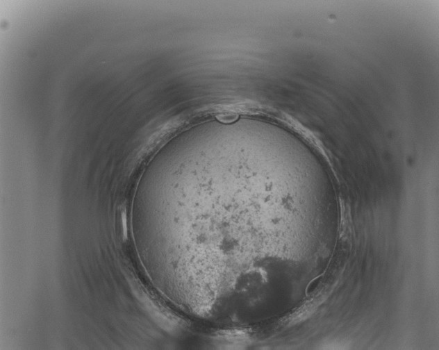 X0000066950061200603311452