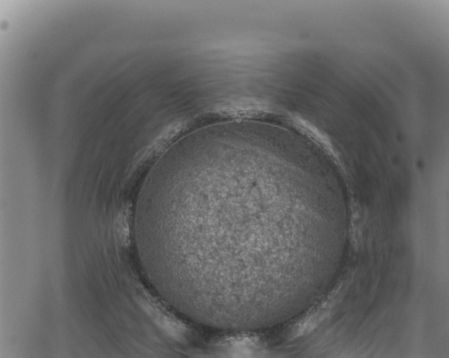 X0000066950065200603311452