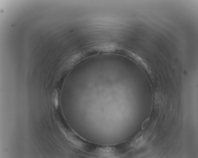 X0000066950069200603311453