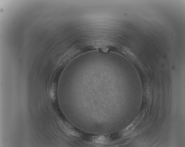 X0000066950074200603311453