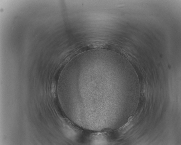 X0000066950082200603311453