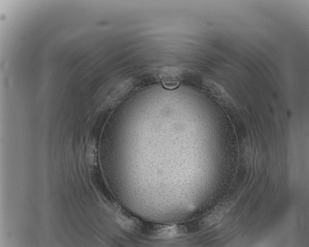 X0000066950083200603311453