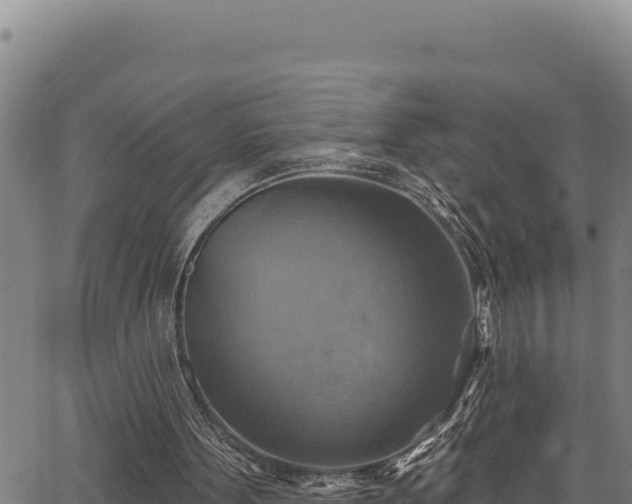 X0000066950099200603311452