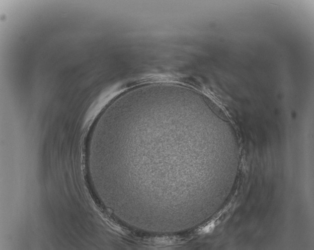 X0000066950103200603311452