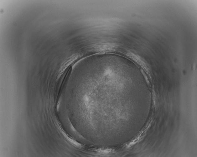 X0000066950105200603311452