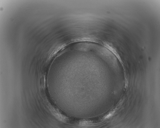 X0000066950109200603311452