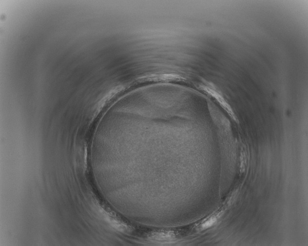 X0000066950110200603311452