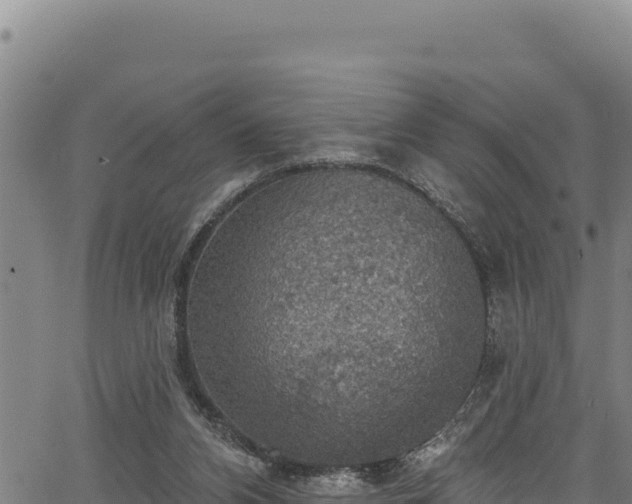 X0000066950112200603311452