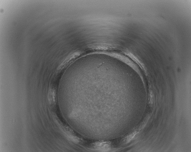 X0000066950117200603311452