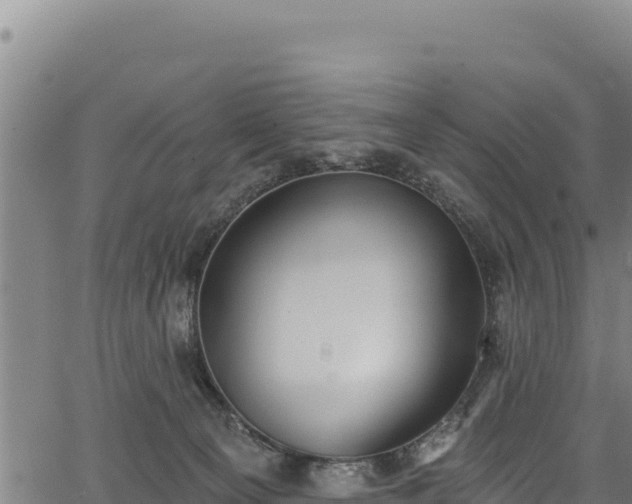 X0000066950129200603311452