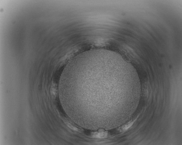 X0000066950135200603311452