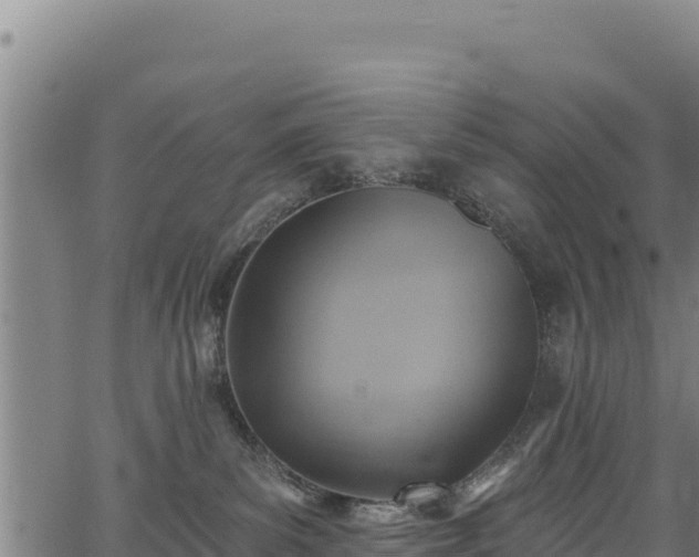 X0000066950139200603311451