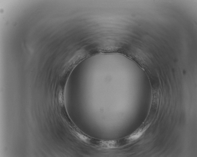 X0000066950143200603311451