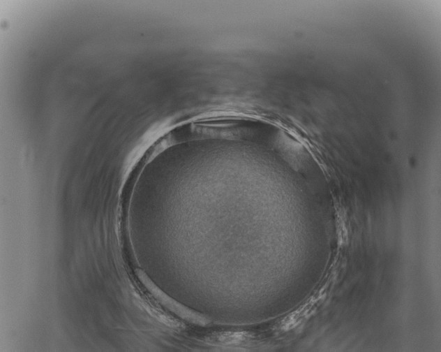 X0000066950152200603311451