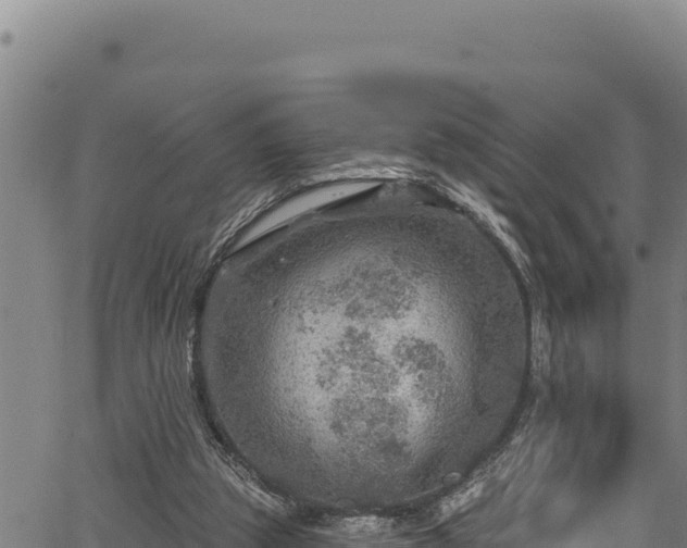 X0000066950153200603311451