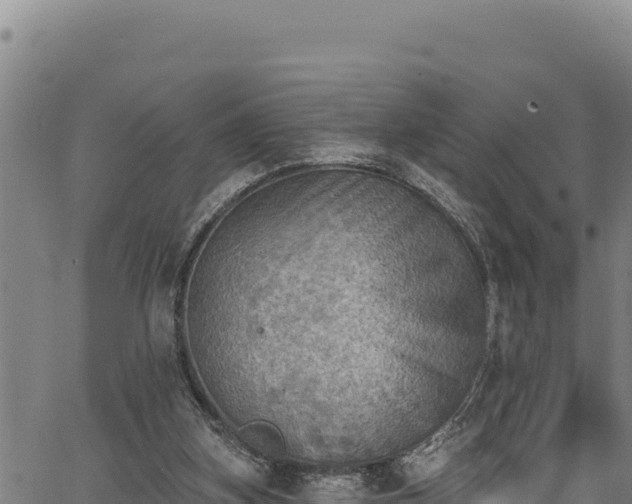 X0000066950155200603311451