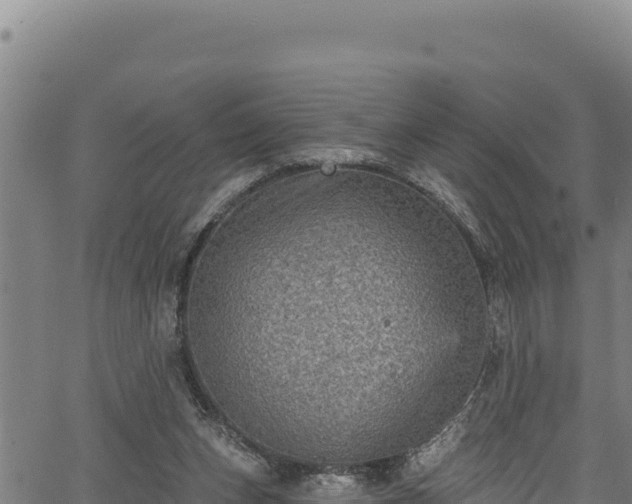 X0000066950159200603311451