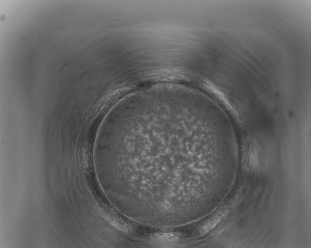 X0000066950161200603311451