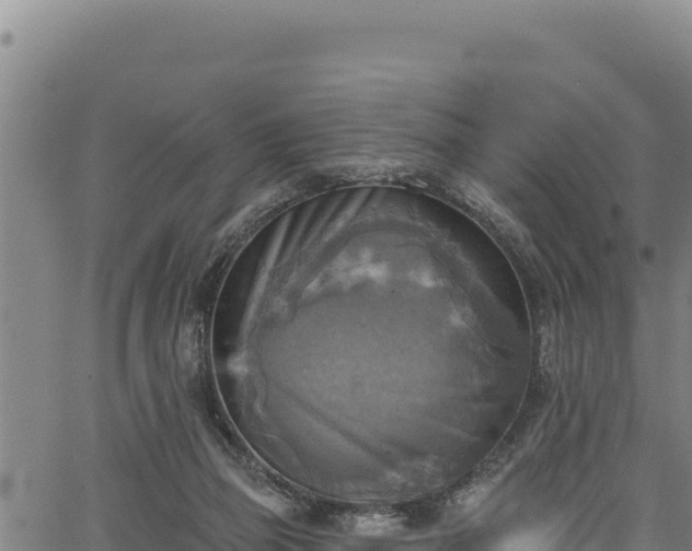 X0000066950165200603311451