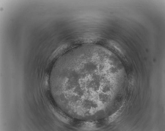 X0000066950166200603311451