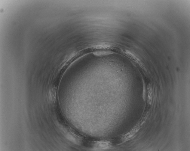 X0000066950168200603311451