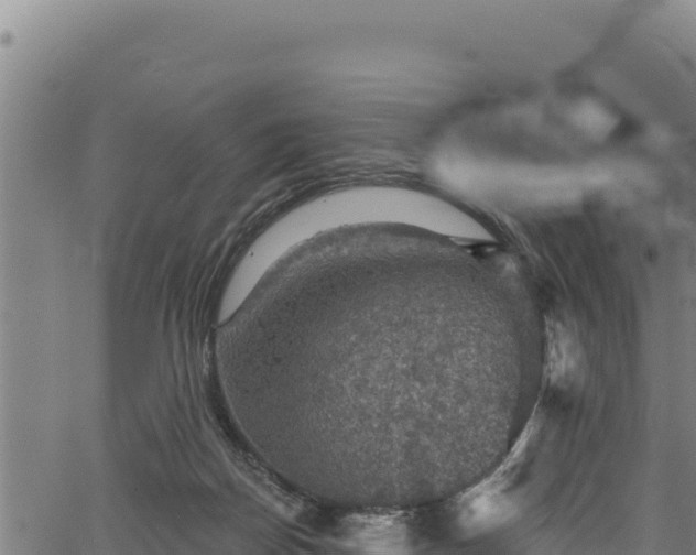 X0000066950170200603311451