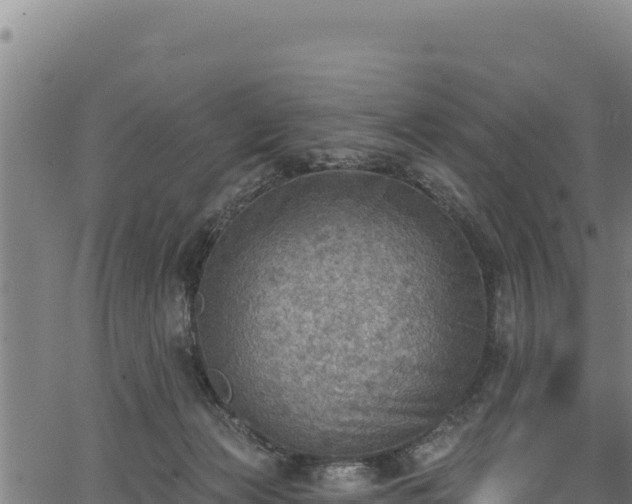 X0000066950173200603311451