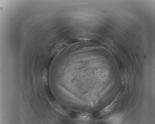 X0000066950175200603311451