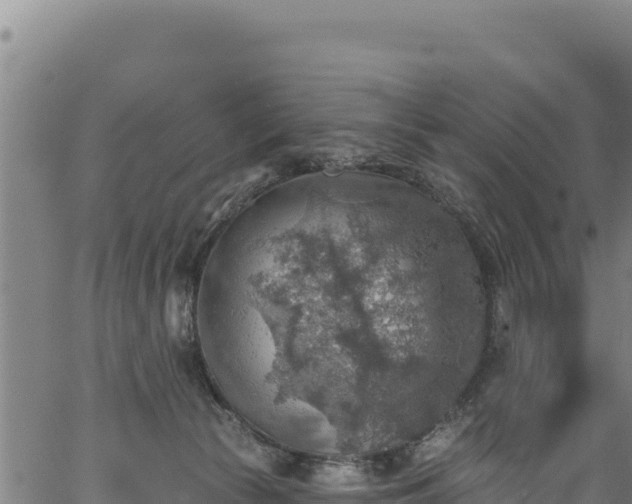 X0000066950177200603311451