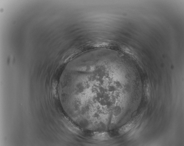 X0000066950185200603311451