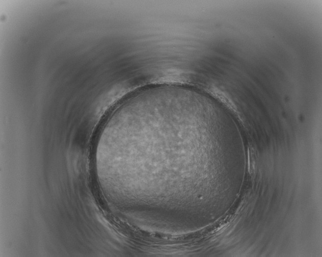 X0000066950204200603311450