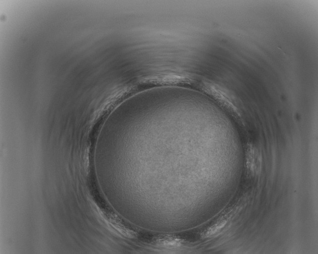 X0000066950206200603311450