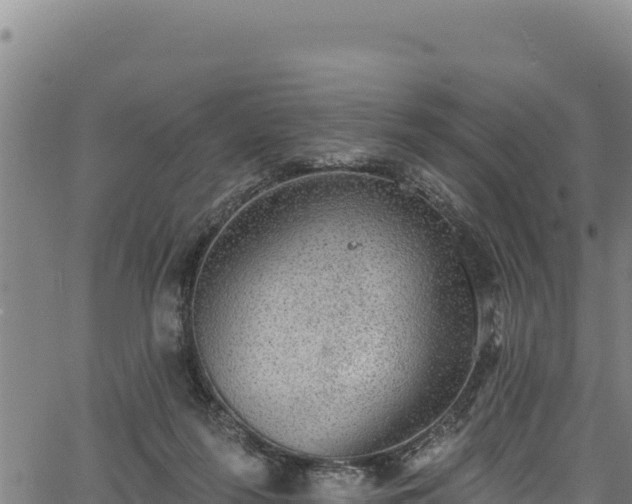 X0000066950215200603311450