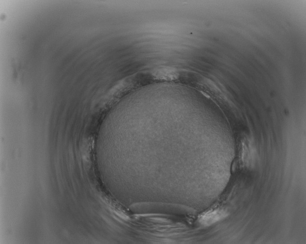 X0000066950229200603311450