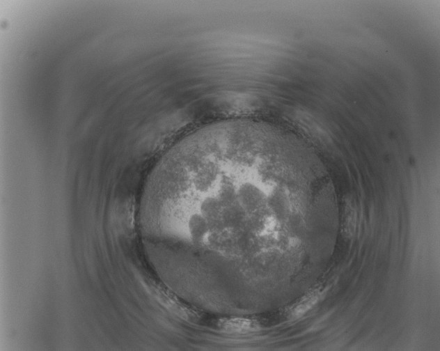 X0000066950230200603311450