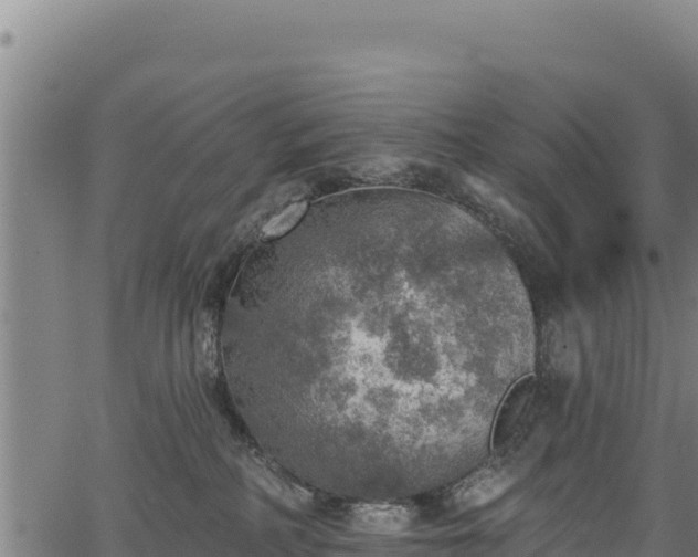 X0000066950234200603311450