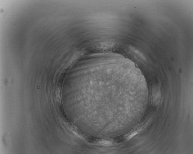 X0000066950236200603311450