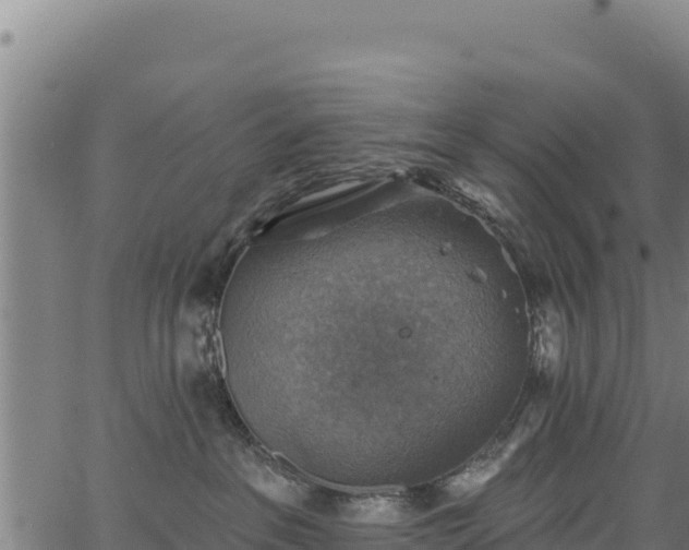 X0000066950237200603311450