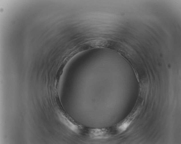 X0000066950239200603311450