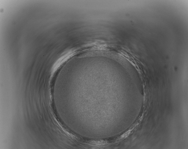 X0000066950245200603311449