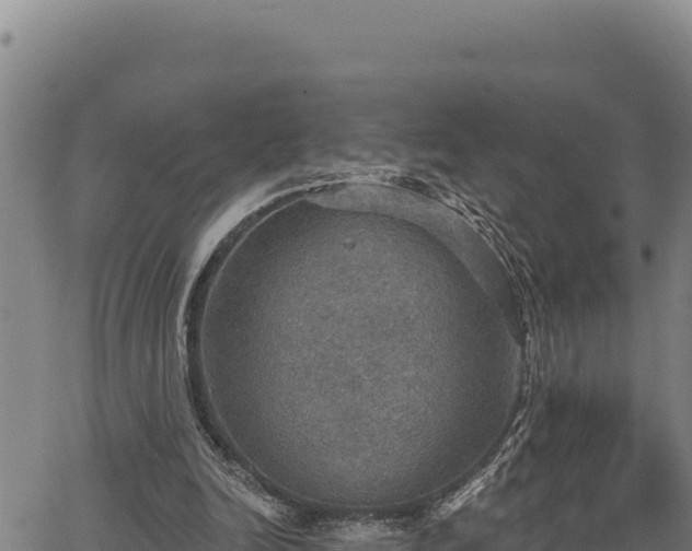 X0000066950246200603311449