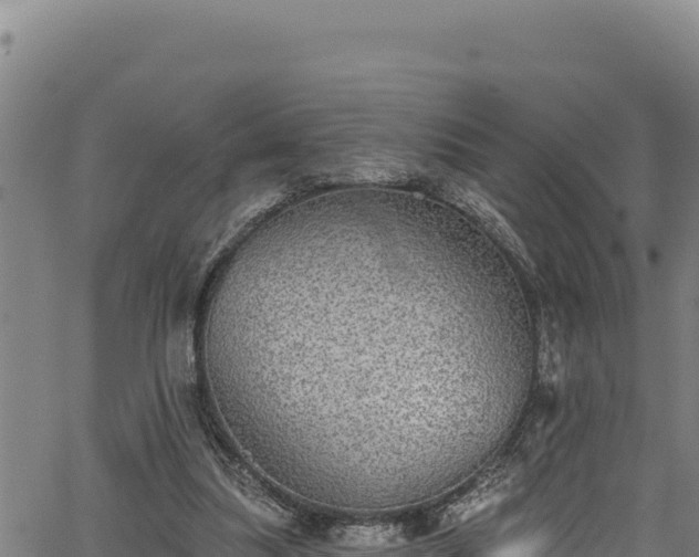 X0000066950251200603311449